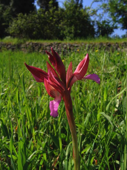 Or. papilionacea, Op. tenthredinifera, Op. sphegodes .......